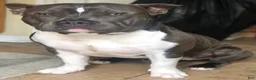 American Bully dogs for stud: SINCERE - Ad 7