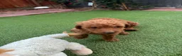 Standard Poodle dogs for sale: Coco - Ad 14