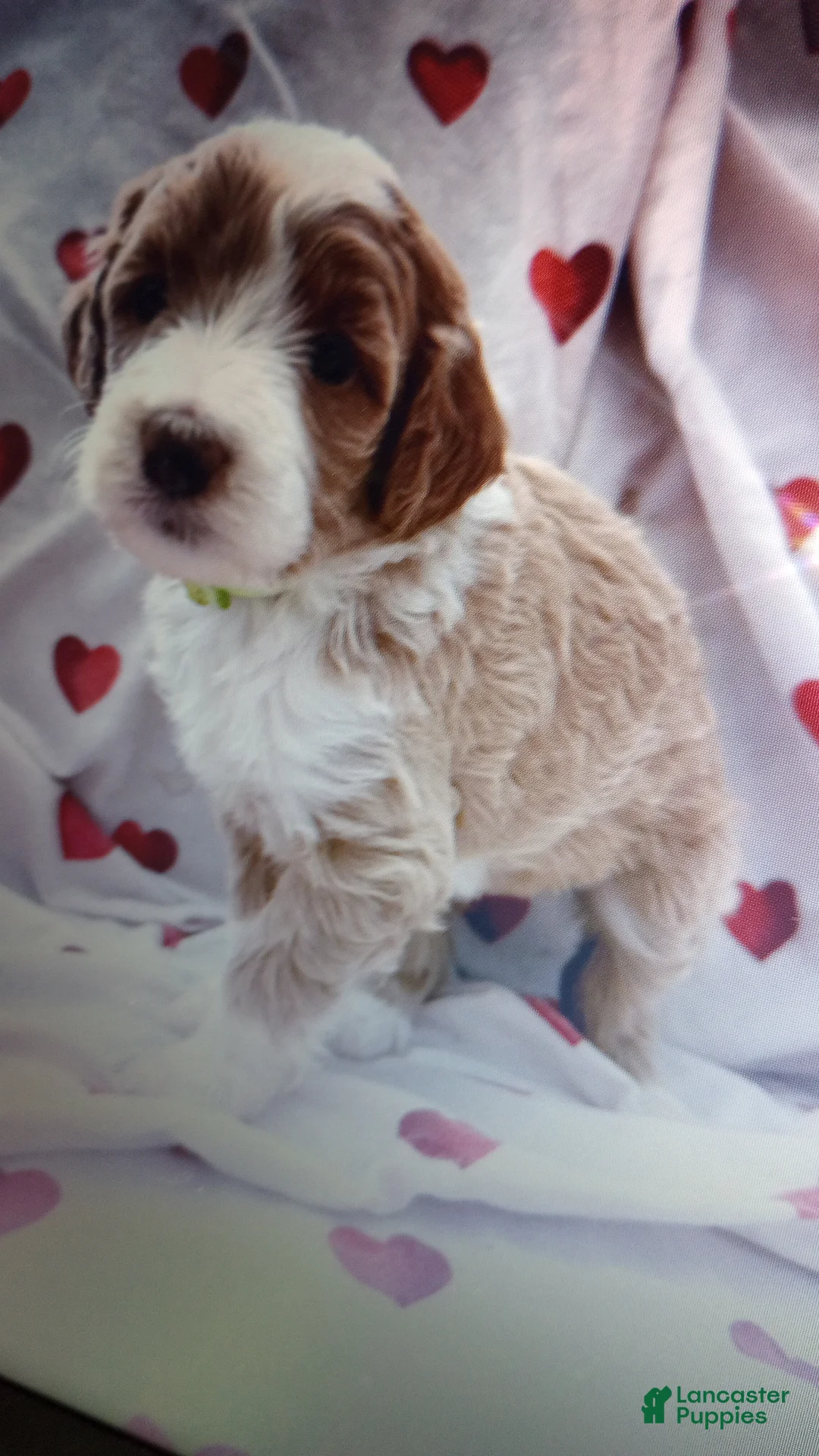 Bernedoodle dogs for sale: Amber - Ad 1