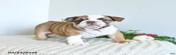 English Bulldog dogs for sale: Trixie Special Needs - Ad 3