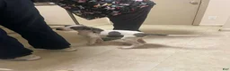 Great Dane dogs for sale: Optimus  - Ad 3