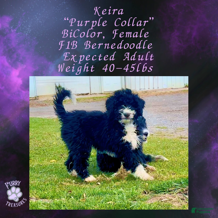 Mini Bernedoodle dogs Keira “Lavender Collar” Female - Ad 3