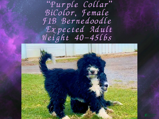 Mini Bernedoodle dogs Keira “Lavender Collar” Female - Ad 3