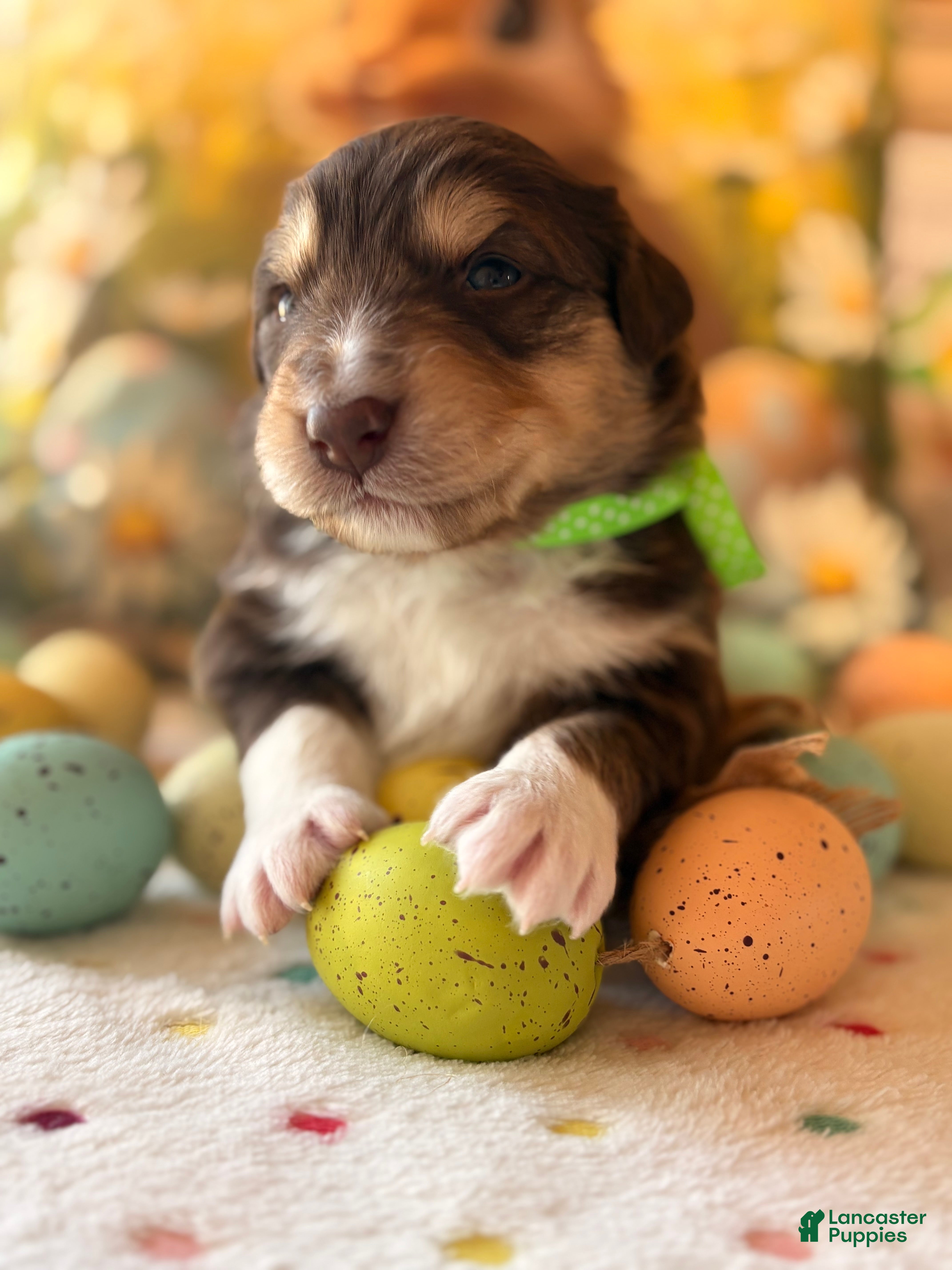 Australian Shepherd dogs Australian Shepherd Puppy 1 - Ad 31