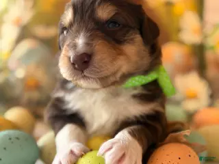 Australian Shepherd dogs Australian Shepherd Puppy 1 - Ad 31