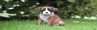 Molly