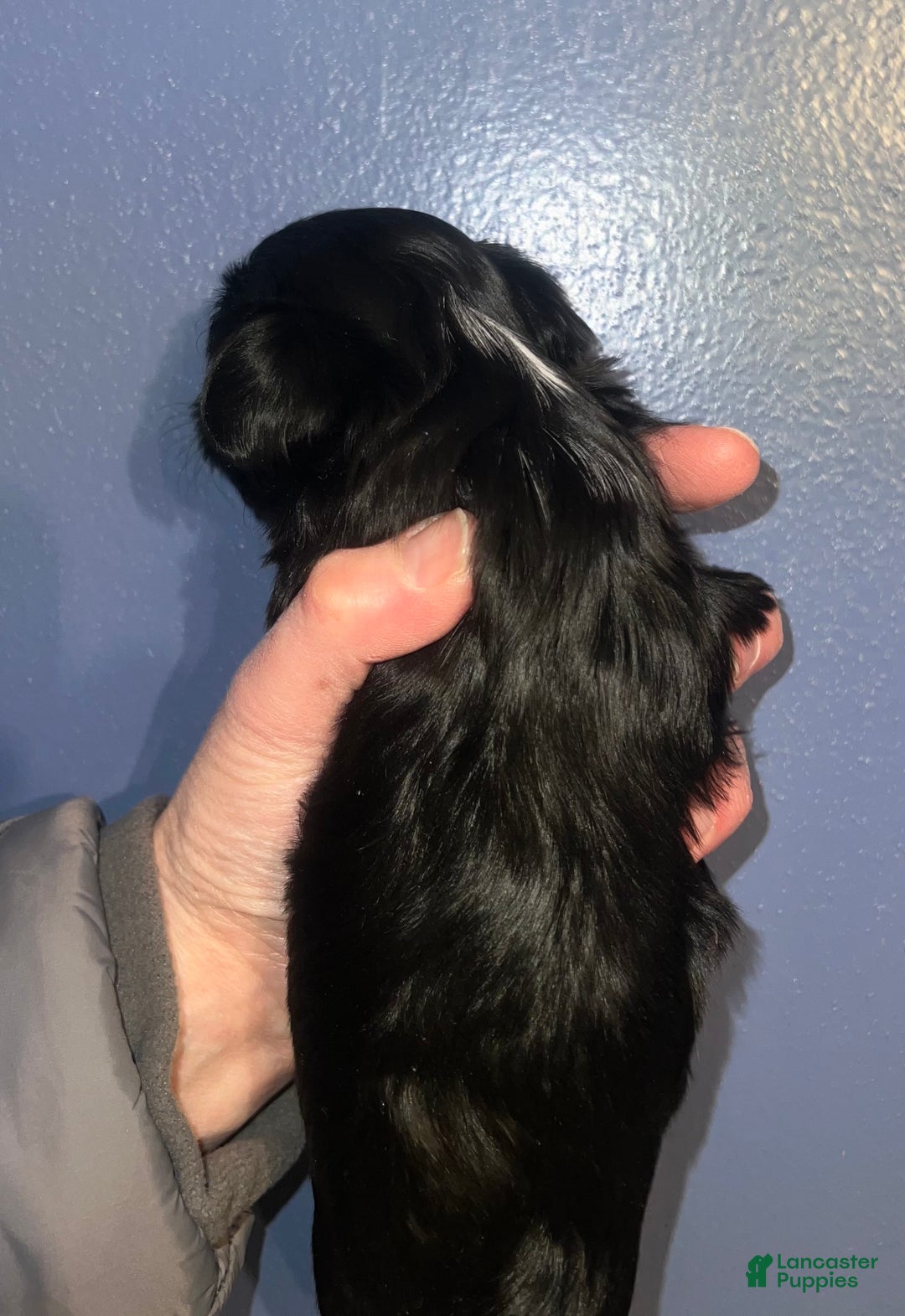 Yorkshire Terrier dogs for sale: Black Female - Ad 4