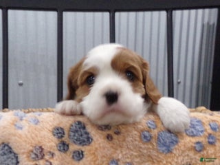 Cavalier King Charles Spaniel dogs for sale: Cavalier King Charles Spaniel Puppy 2 - Ad 1