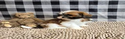 Shih Tzu dogs for sale: Mac - Ad 4