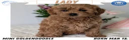 Mini Goldendoodle dogs for sale: Lady - Ad 1