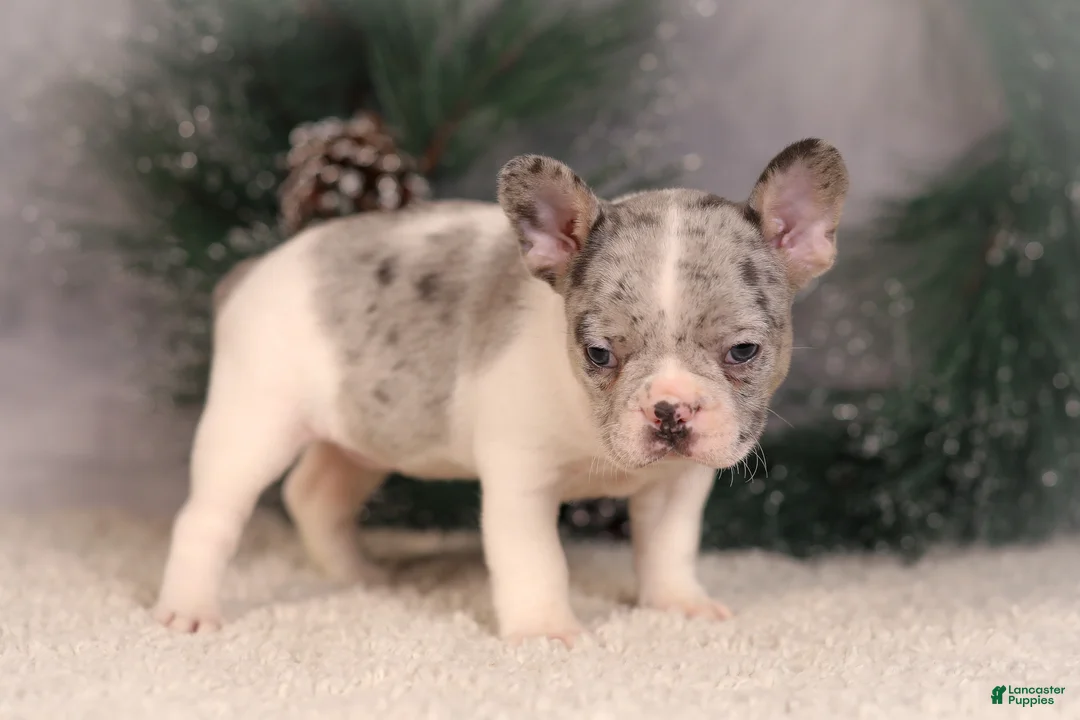 French Bulldog dogs for sale: Alice - Ad 6