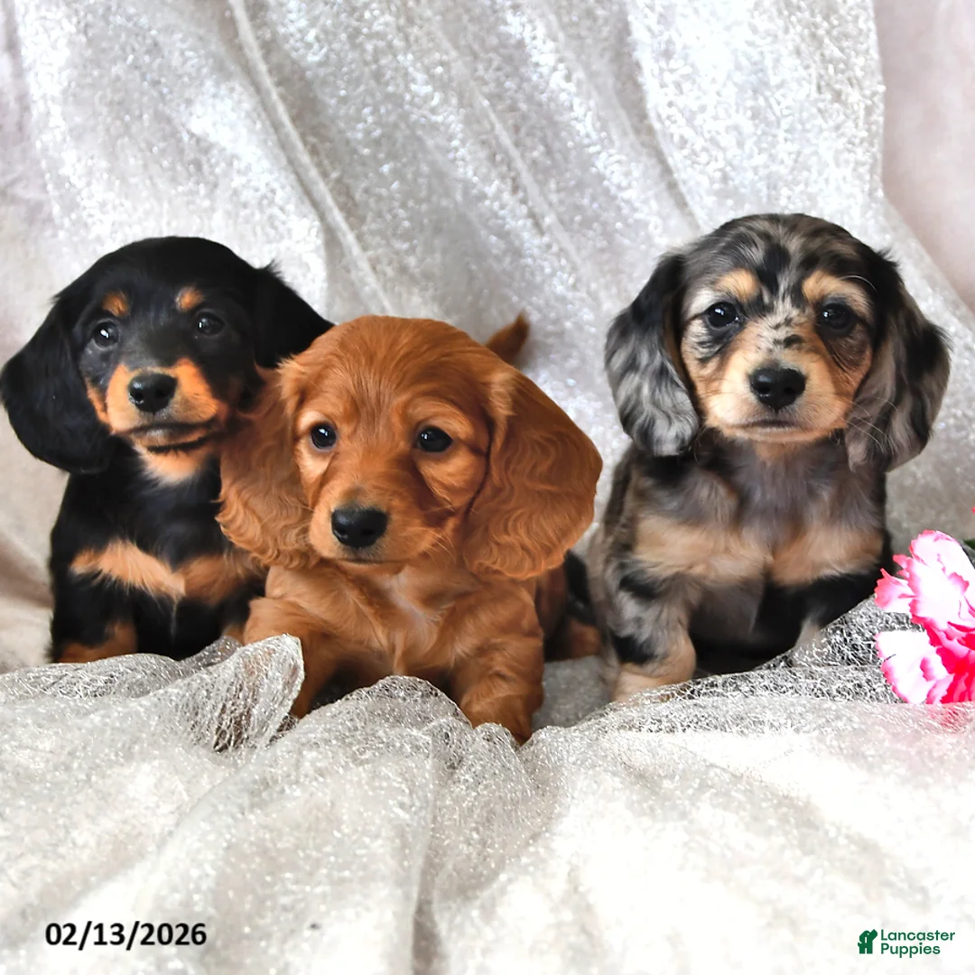 Miniature Dachshund dogs for sale: Peter - Ad 5