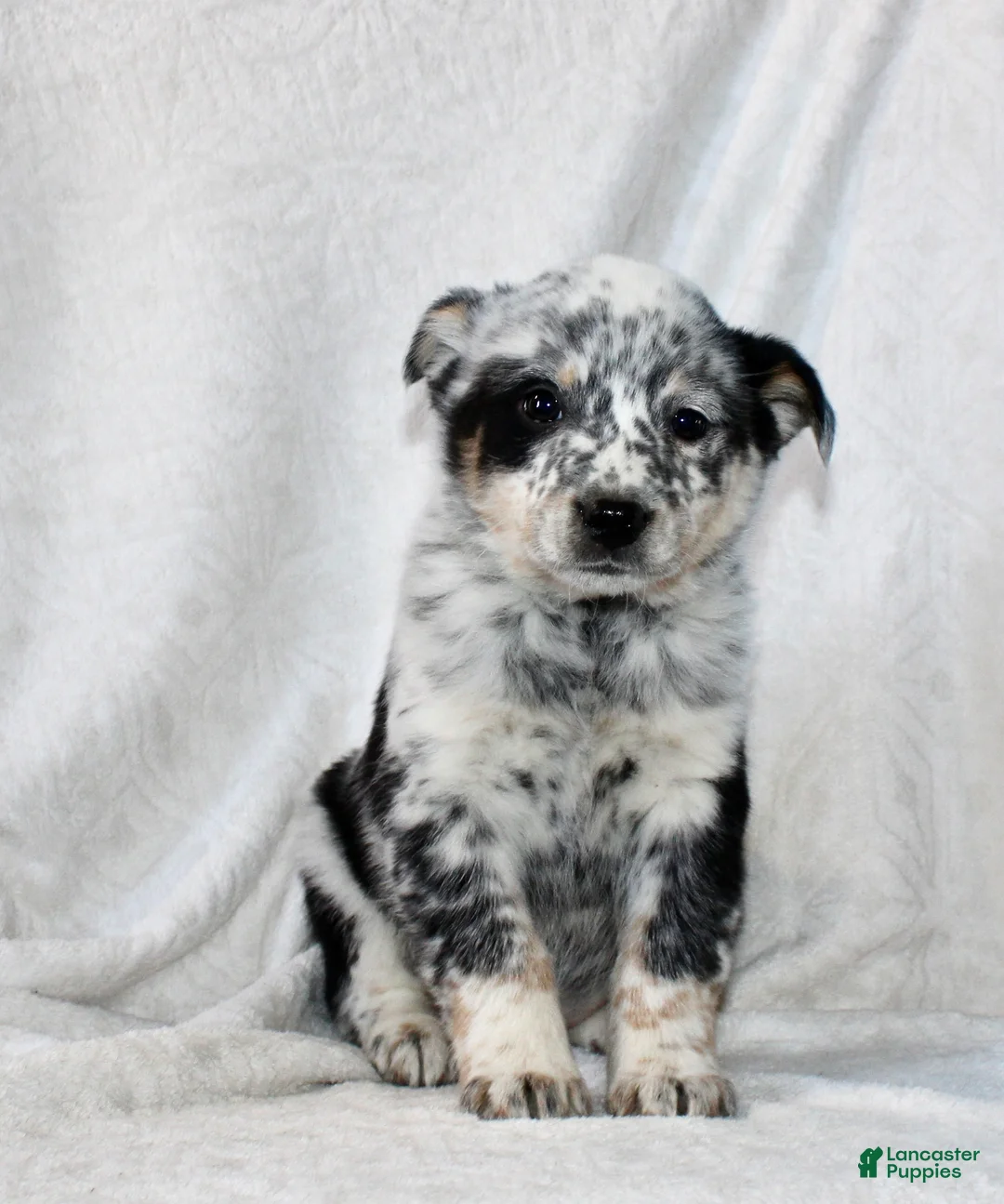 Australian Cattle Dog dogs for sale: Luke - Ad 2