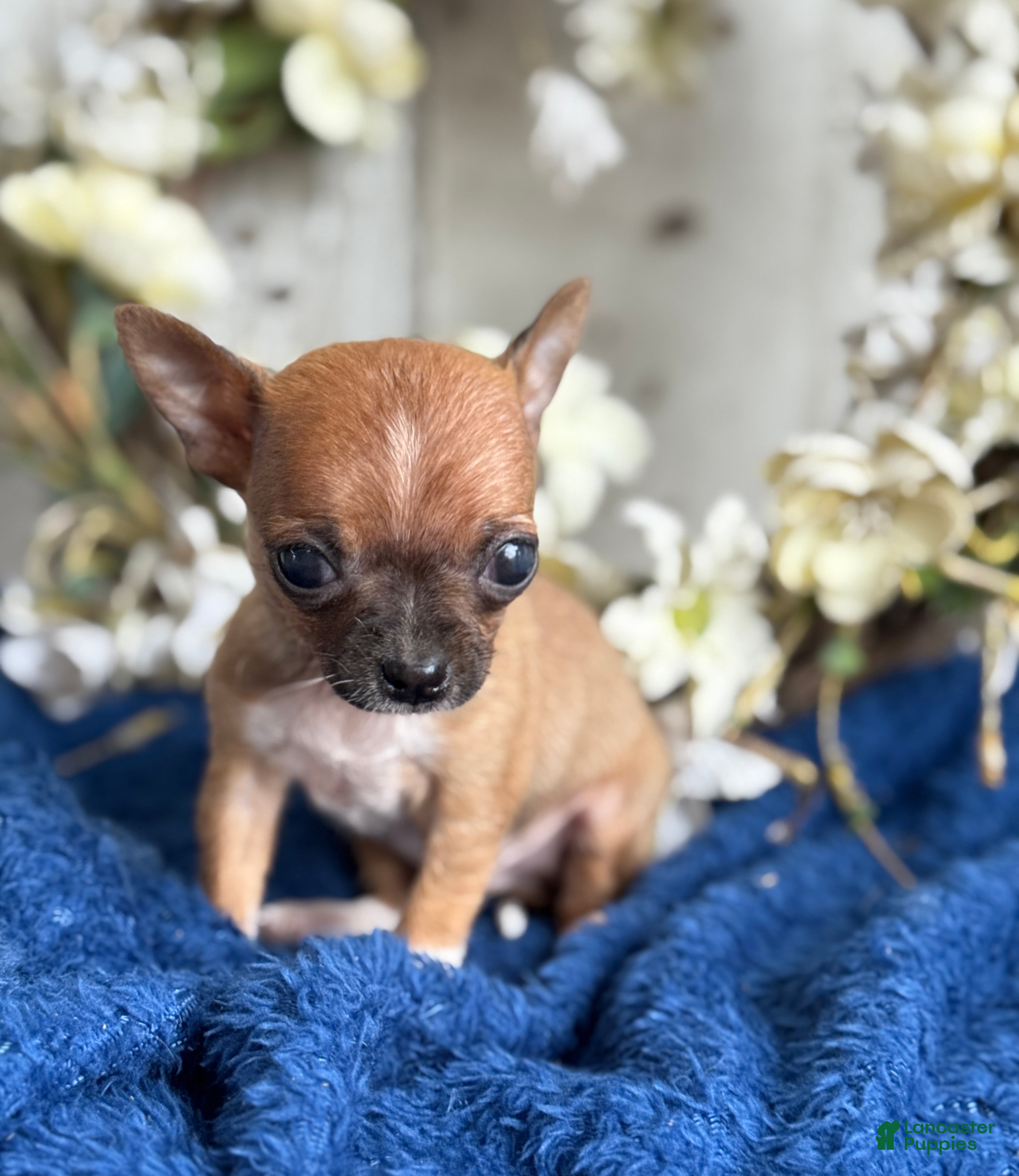 Chihuahua dogs River - Ad 1