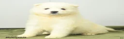 Samoyed dogs for sale: Sugarpuff - Ad 1
