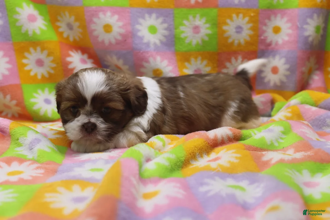 Shih Tzu dogs for sale: Jordan - Ad 1
