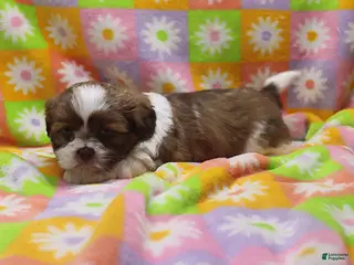 Shih Tzu dogs Jordan - Ad 12