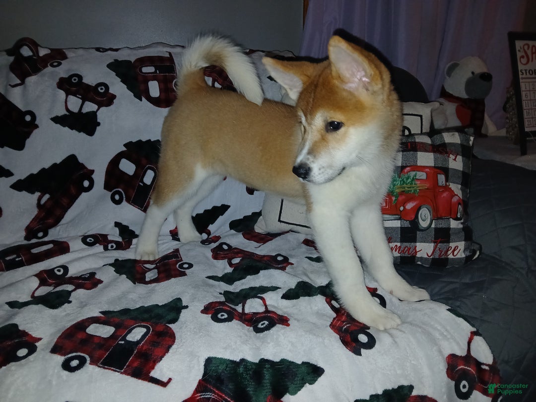 Akita dogs for sale: Astra - Ad 18