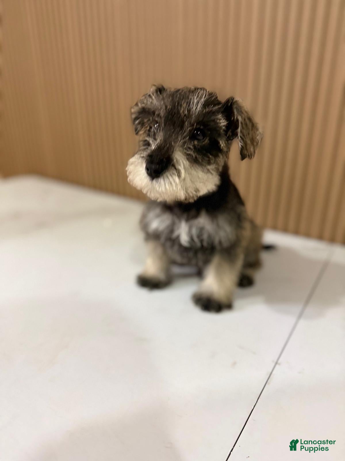 Miniature Schnauzer dogs Miniature Schnauzer Puppy 2 - Ad 2