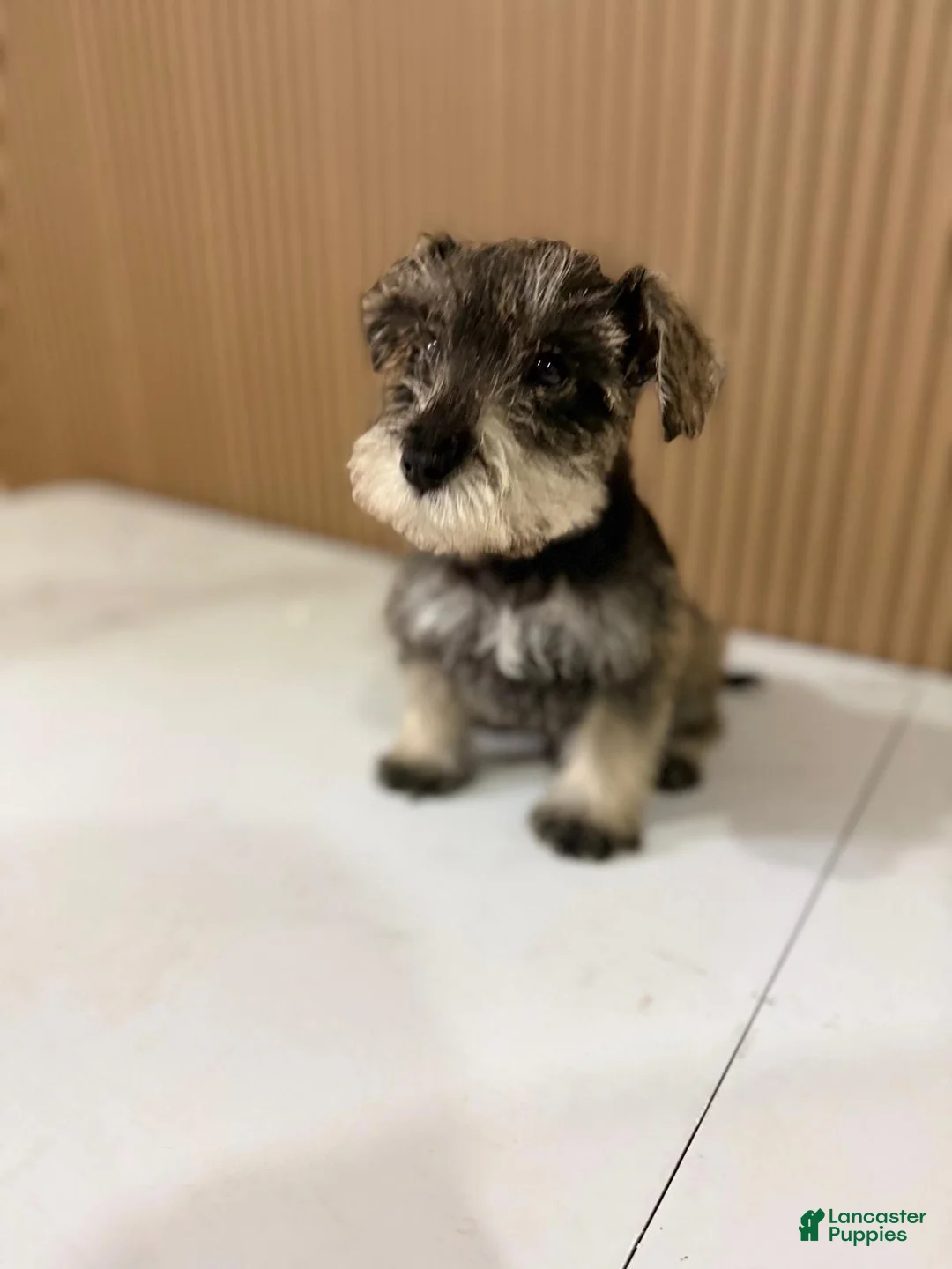 Miniature Schnauzer dogs for sale: Miniature Schnauzer Puppy 2 - Ad 2