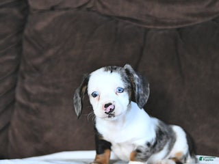 Miniature Dachshund dogs - Ad 41