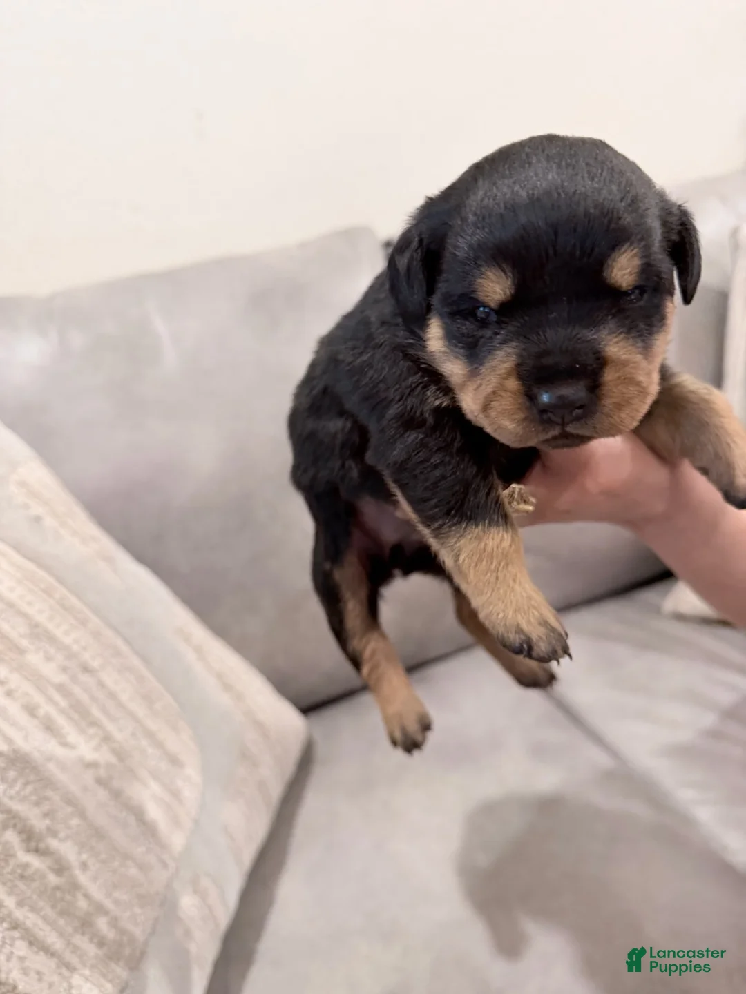 Rottweiler dogs for sale: Rottweiler Girl 1 - Ad 2