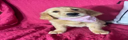 Golden Retriever dogs for sale: Gwen - Ad 3