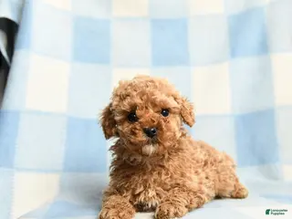 Toy Poodle dogs Abel - Ad 12