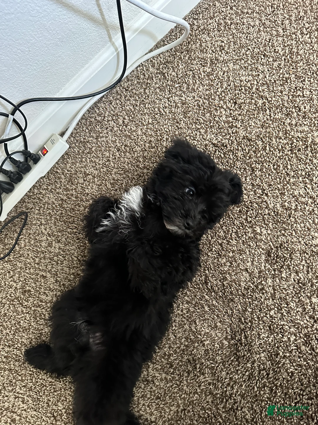 Mixed Breed dogs for sale: Mixed Breed Puppy 1 - Ad 2