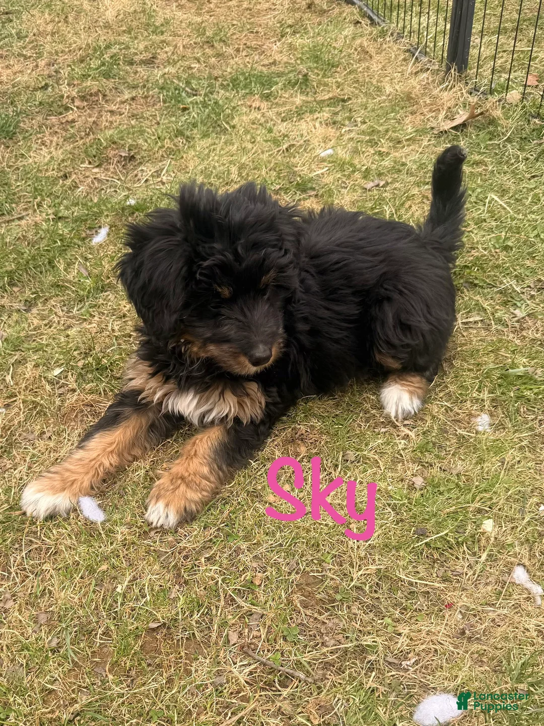 Bernedoodle dogs for sale: Sky - Ad 2