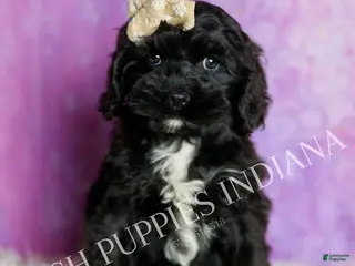 Cavapoo dogs Mitzy Adorable F1 Champion Lines Cavapoo - Ad 36