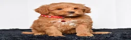 Mini Goldendoodle dogs for sale: Ms. Mackenzie  - Ad 7