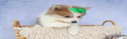 Pomeranian dogs for sale: Ernie🐾 - Ad 13