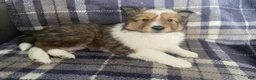 Shetland Sheepdog dogs for sale: Shetland Sheepdog Puppy 1 - Ad 6
