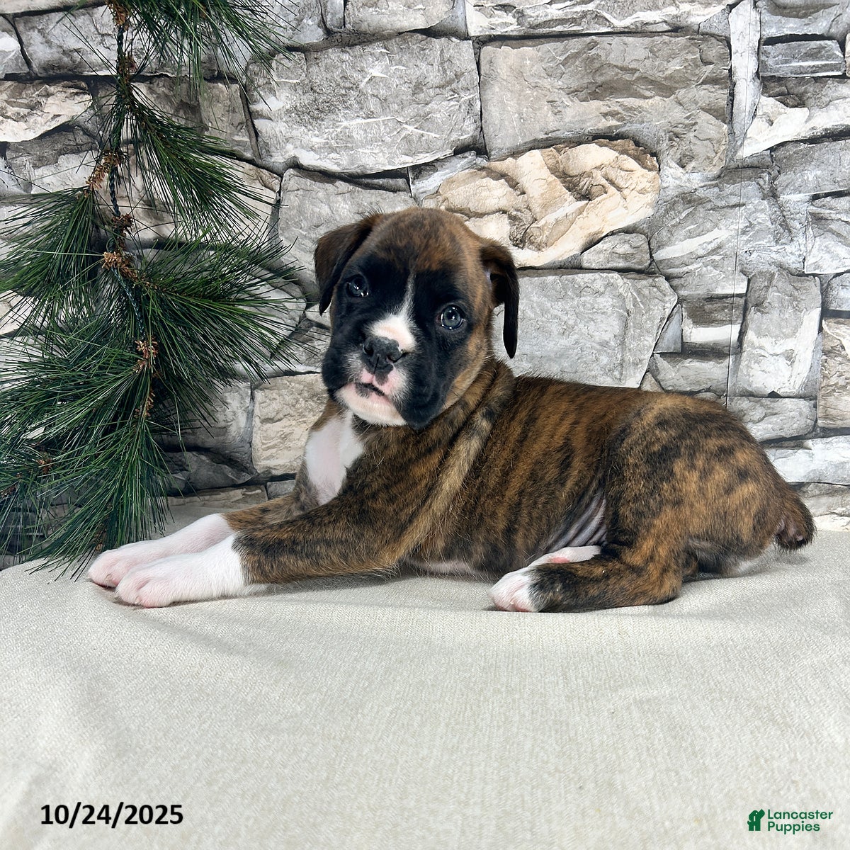 Boxer Puppies for sale in New York Lancaster Puppies