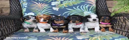 Miniature Dachshund dogs for sale: Happy - Ad 2