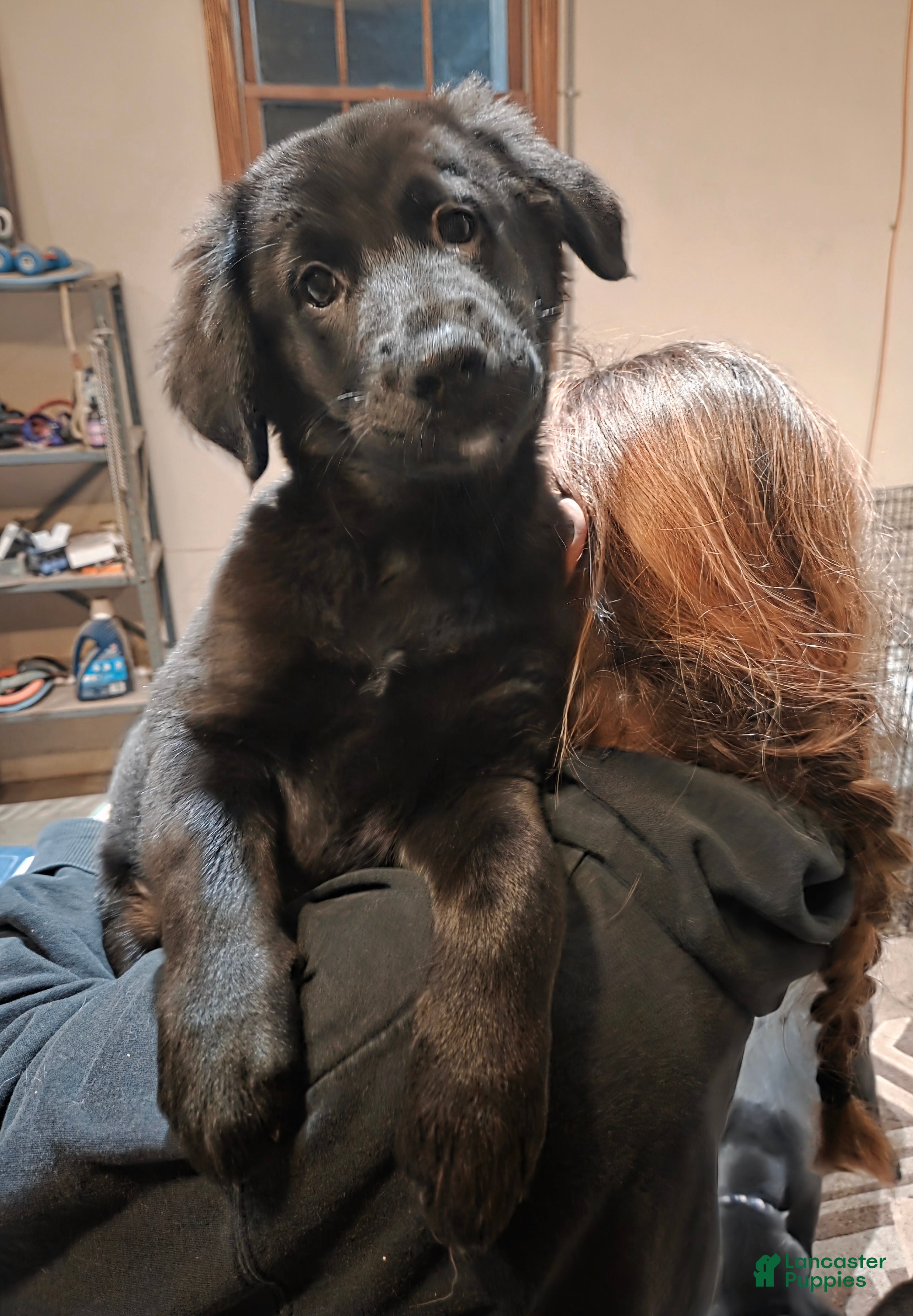 Mixed Breed dogs Golden shepherd, pink - Ad 3