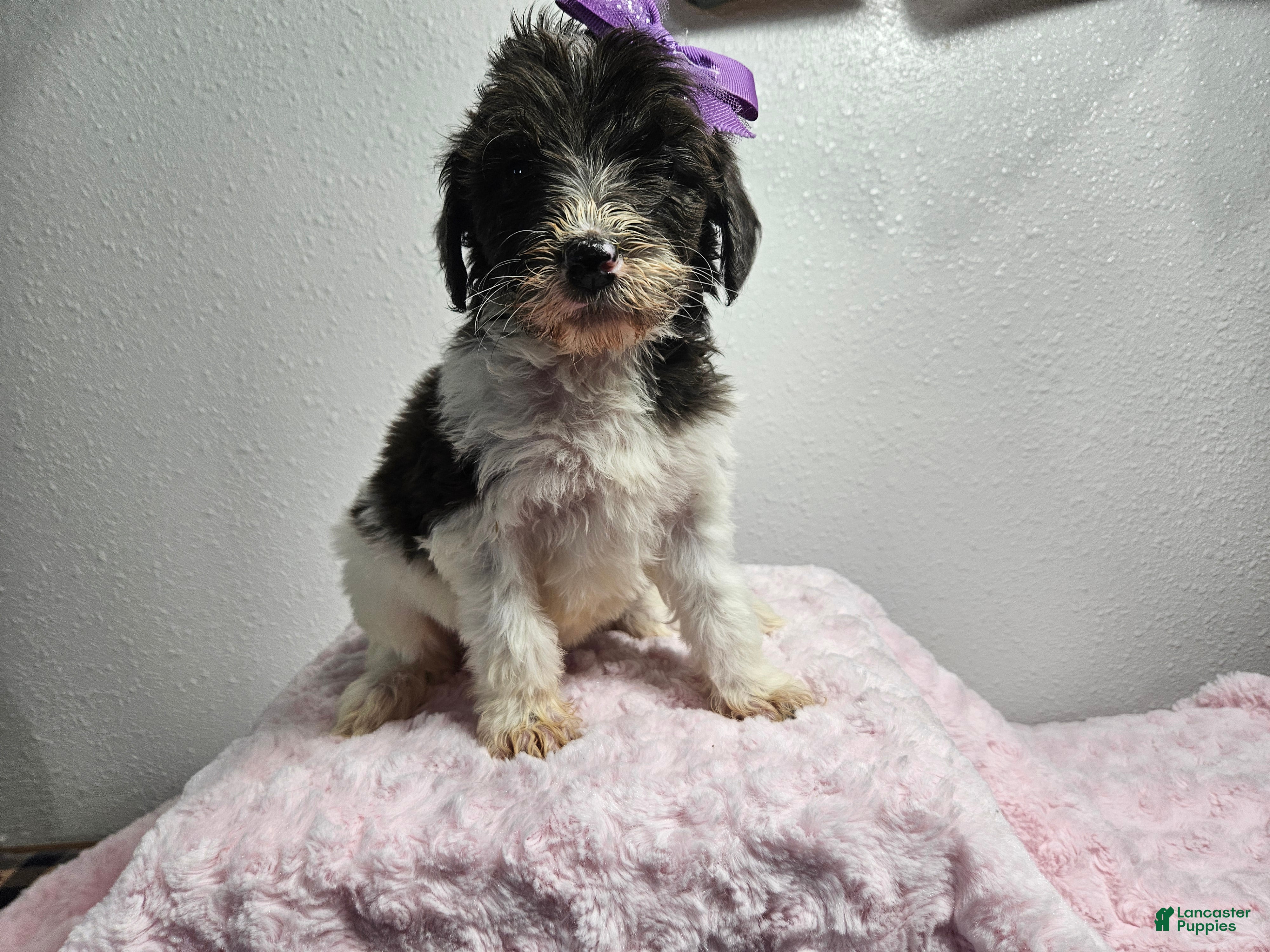 Goldendoodle dogs for sale: Kari - Ad 2