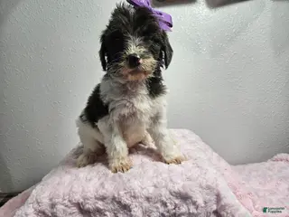 Goldendoodle dogs Kari - Ad 4