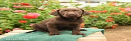 Labrador Retriever dogs for sale: King - Ad 1