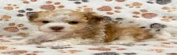 Havanese dogs for sale: Geno - Ad 4