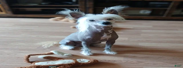 Possum