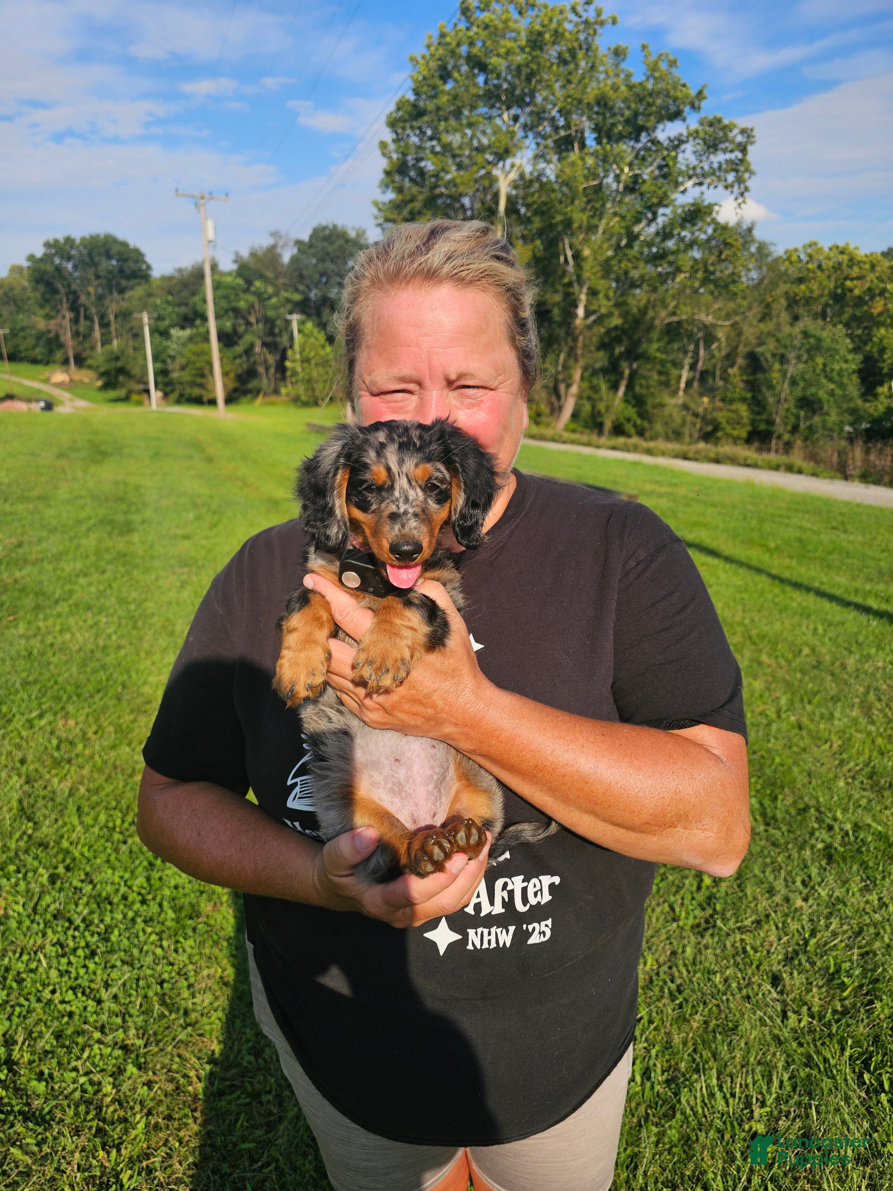 Miniature Dachshund dogs Miniature Dachshund 2 - Ad 1