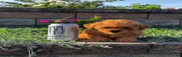 Toy Poodle dogs for sale: Little Paisley - Ad 4