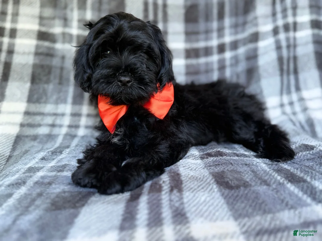Shihpoo dogs for sale: Zander - Ad 2
