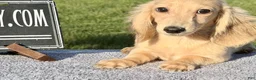 Miniature Dachshund dogs for sale: Cream - Ad 7