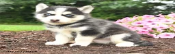 Pomsky dogs for sale: Edward - Ad 4