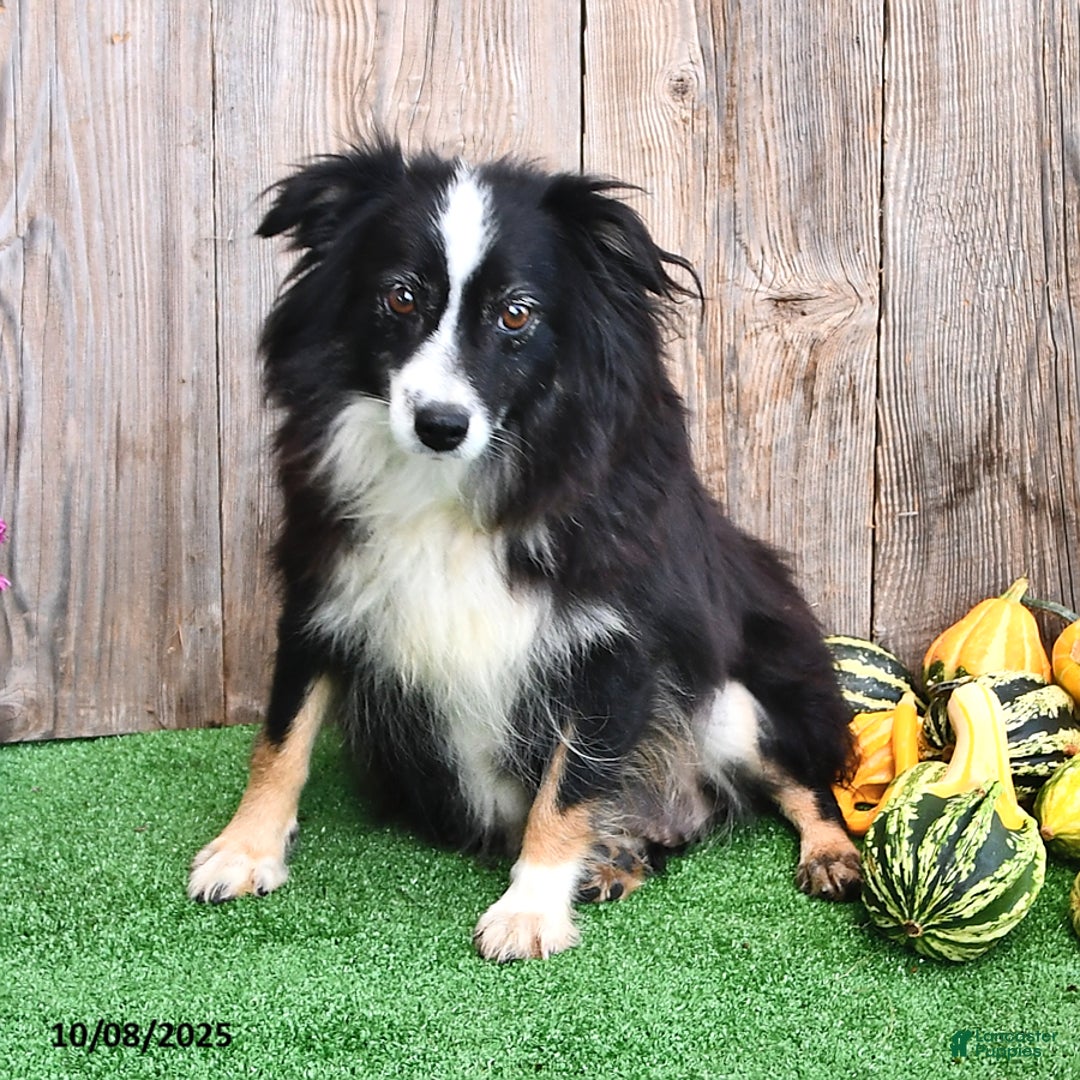 Miniature Australian Shepherd dogs for sale: Ripple - Ad 11