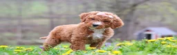 Standard Poodle dogs for sale: Molly - Ad 3