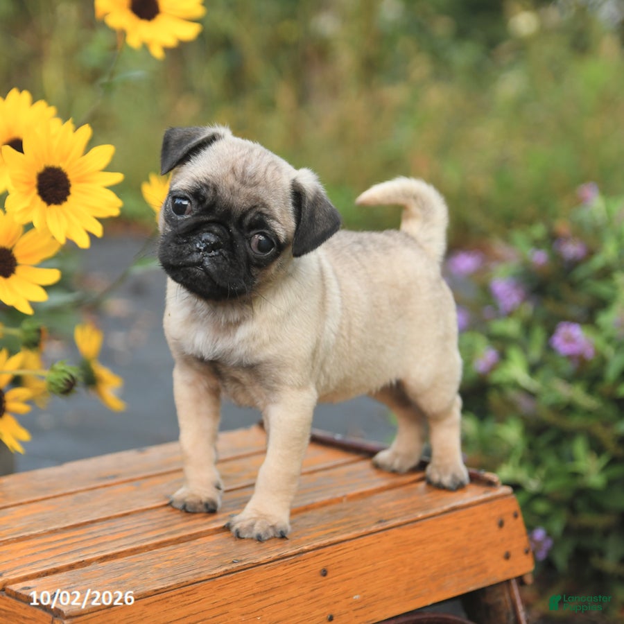 Pug dogs Nora - Ad 1